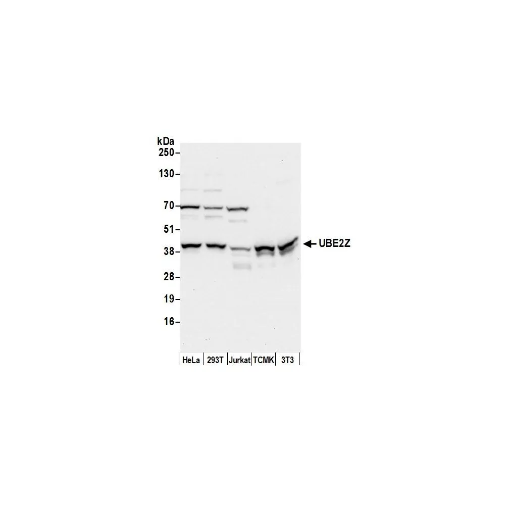 Rabbit anti-UBE2Z Antibody, Affinity Purified