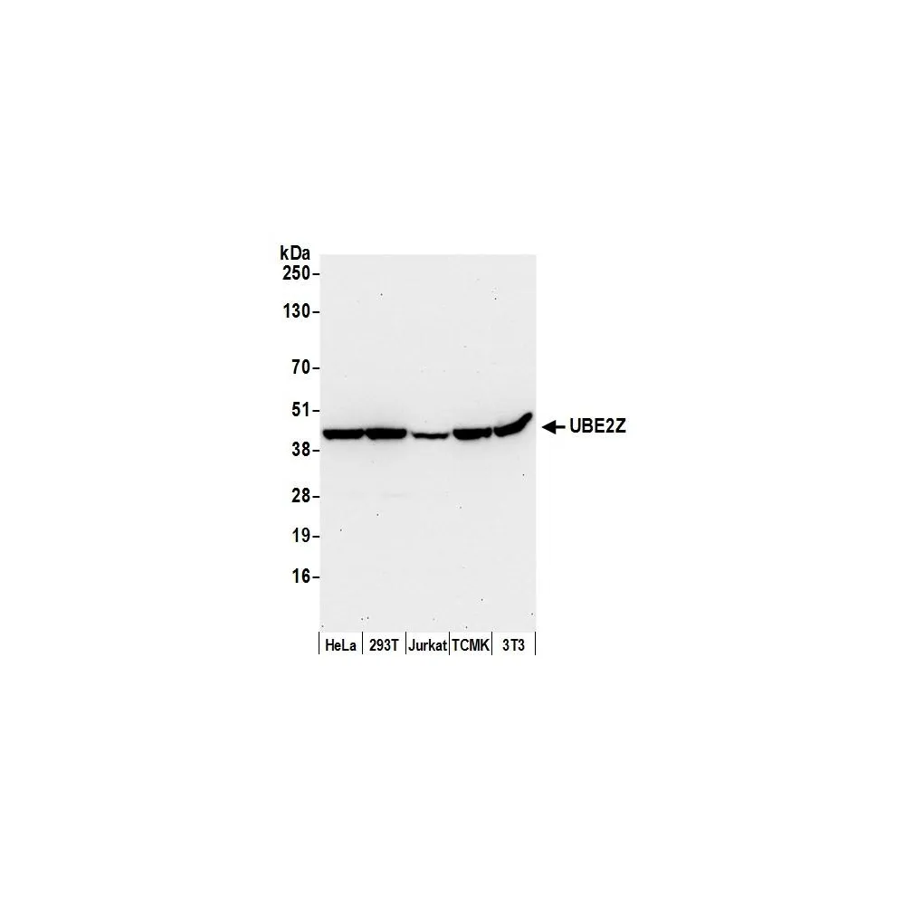 Rabbit anti-UBE2Z Antibody, Affinity Purified