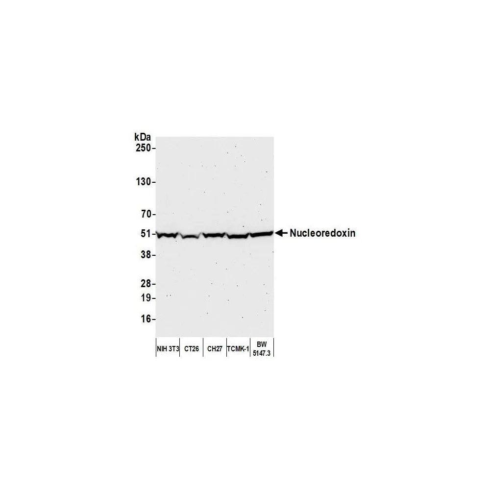 Rabbit anti-Nucleoredoxin/NXN Antibody, Affinity Purified