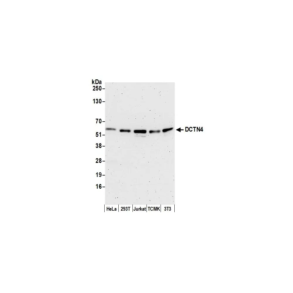 Rabbit anti-DCTN4/Dynactin p62 Antibody, Affinity Purified