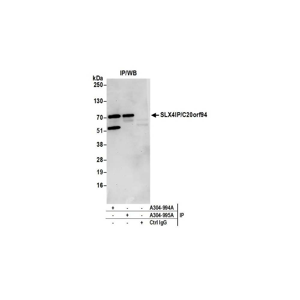 Rabbit anti-SLX4IP/C20orf94 Antibody, Affinity Purified