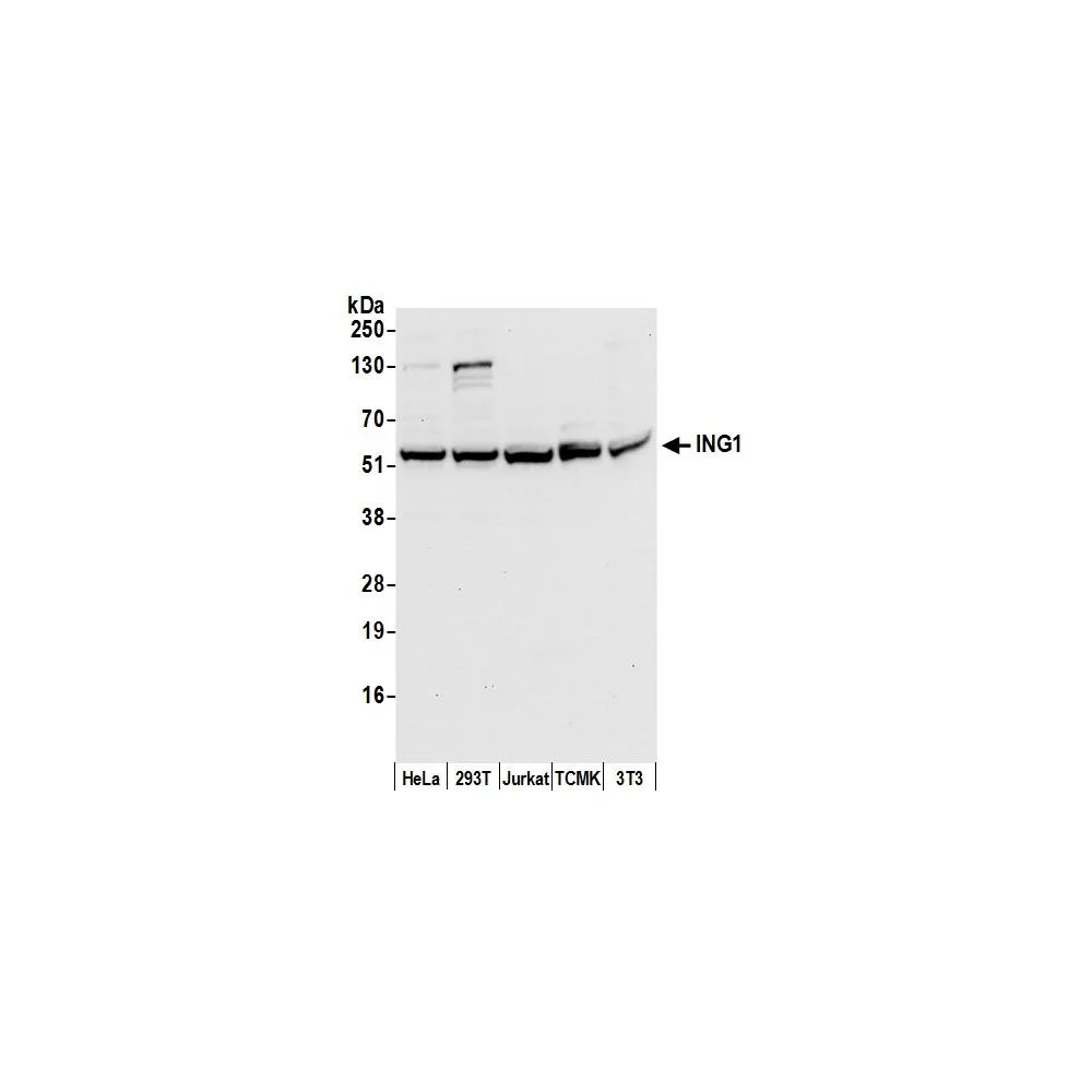 Rabbit anti-ING1 Antibody, Affinity Purified