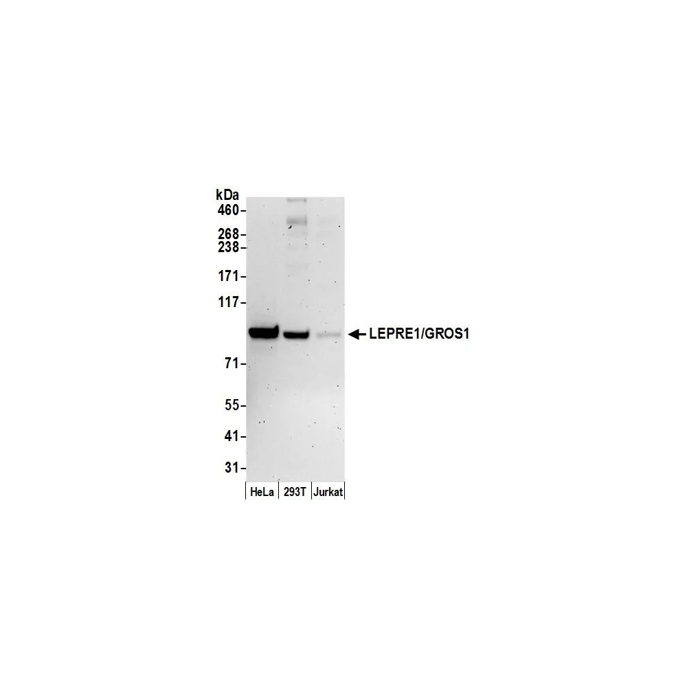 Rabbit anti-LEPRE1/GROS1 Antibody, Affinity Purified