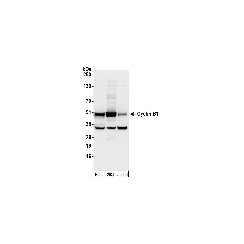Rabbit anti-Cyclin B1/CCNB1 Antibody, Affinity Purified