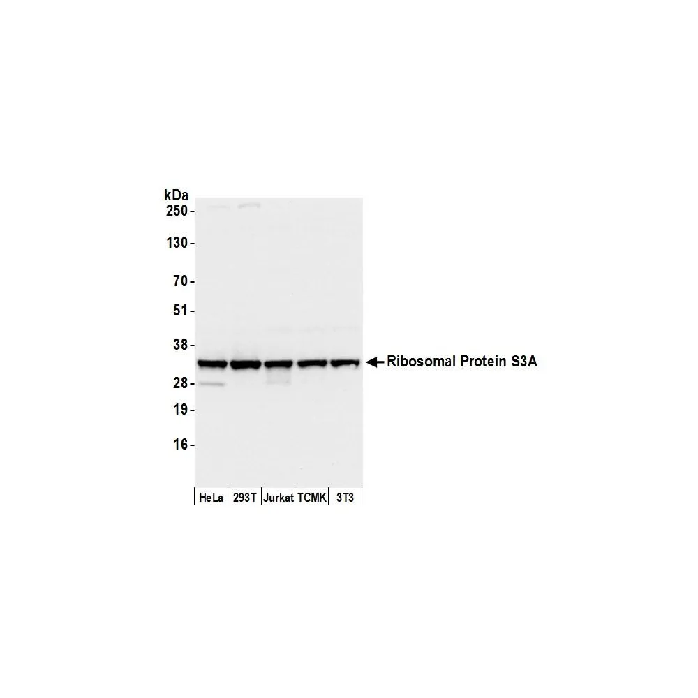 Rabbit anti-Ribosomal Protein S3A/RPS3A Antibody, Affinity Purified