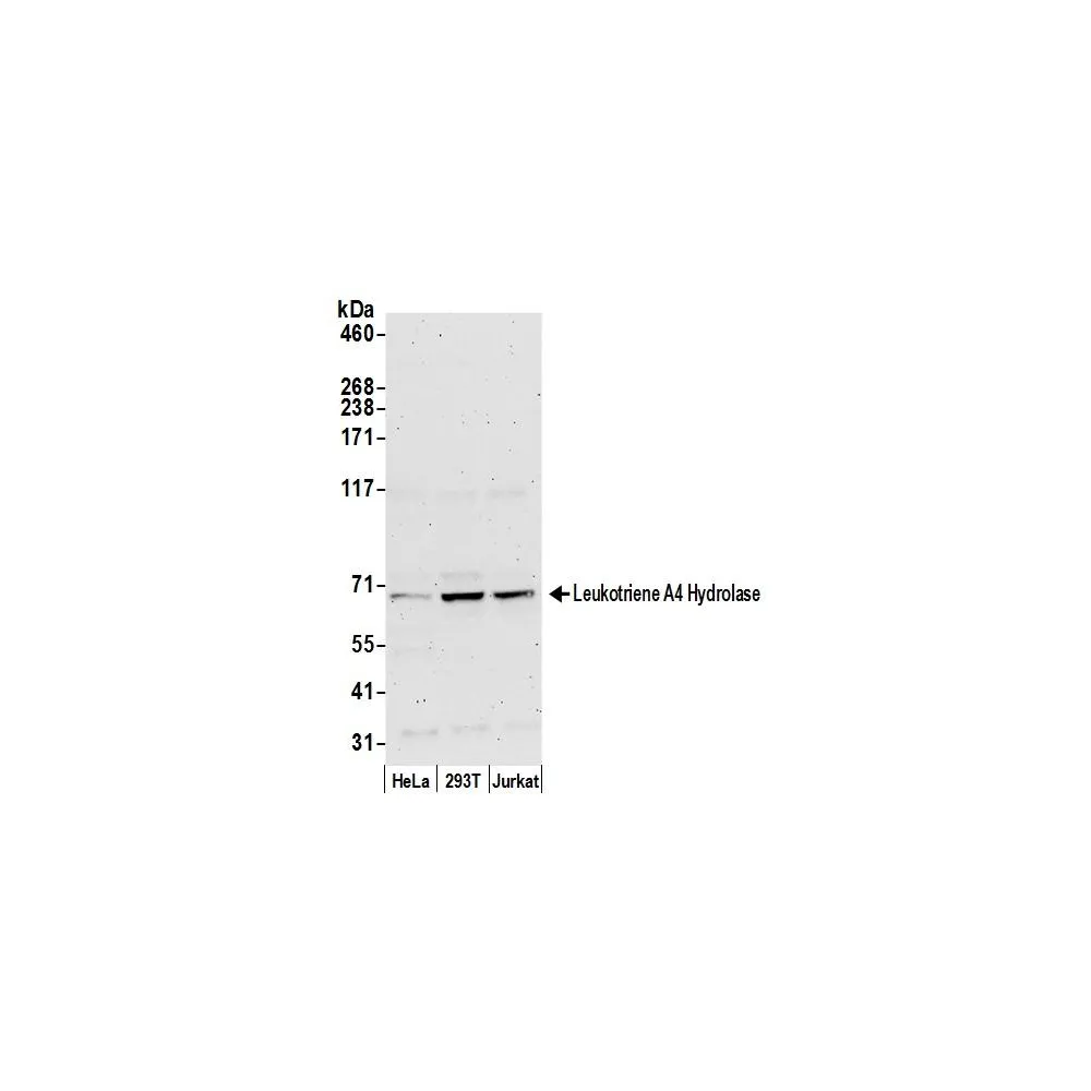 Rabbit anti-Leukotriene A4 Hydrolase/LTA4H Antibody, Affinity Purified