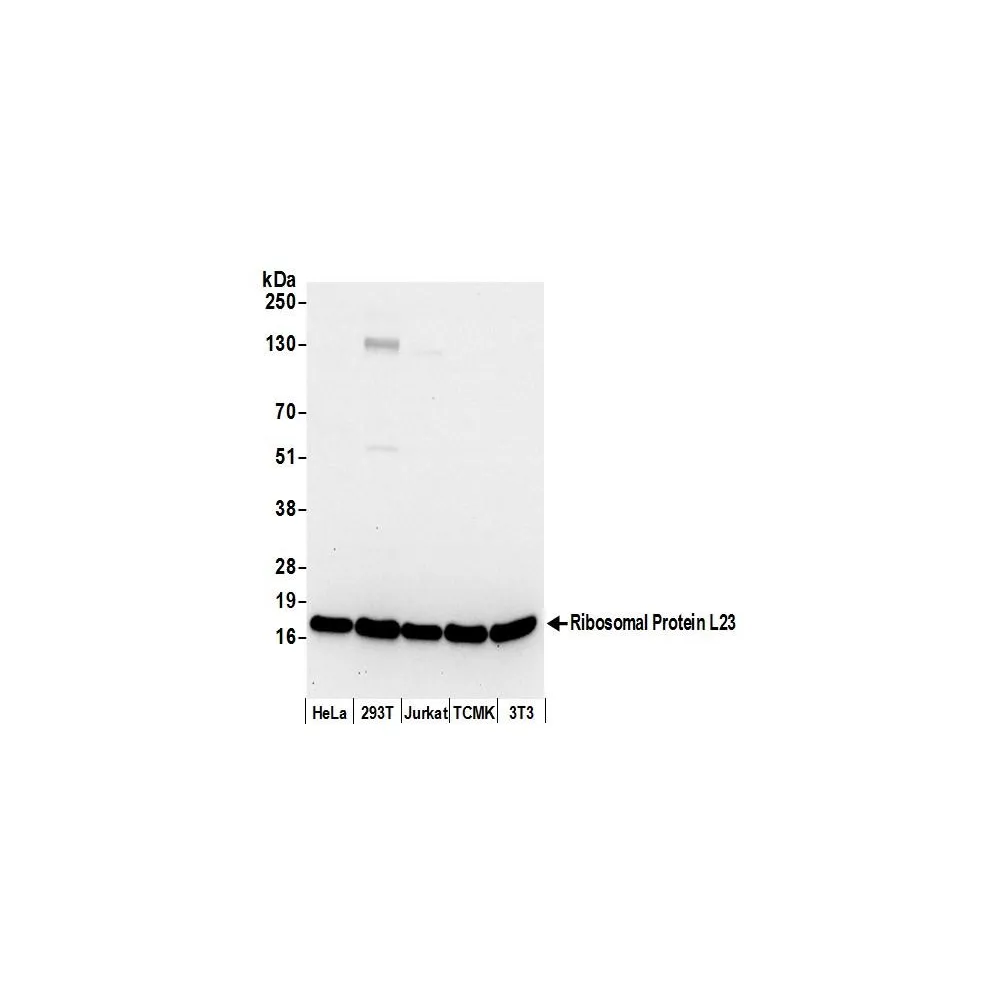 Rabbit anti-Ribosomal Protein L23/RPL23 Antibody, Affinity Purified