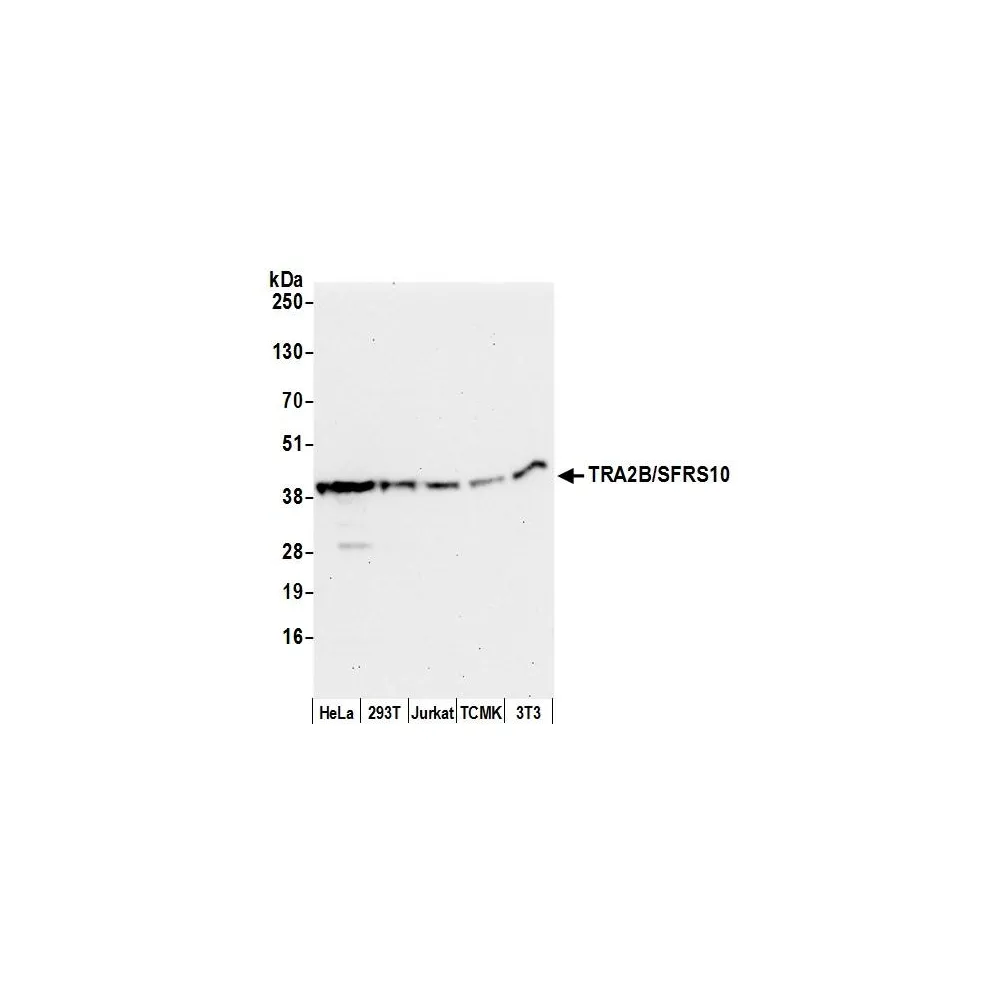 Rabbit anti-TRA2B/SFRS10 Antibody, Affinity Purified
