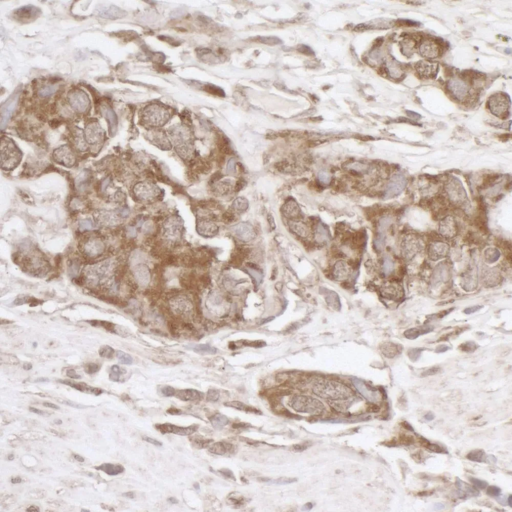 Rabbit anti-TRAP1/HSP75 Antibody, Affinity Purified