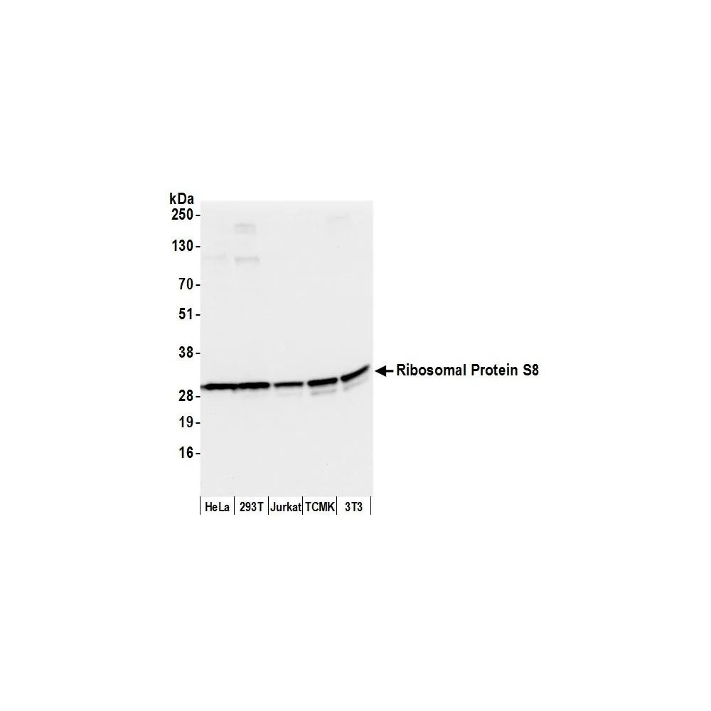Rabbit anti-Ribosomal Protein S8/RPS8 Antibody, Affinity Purified