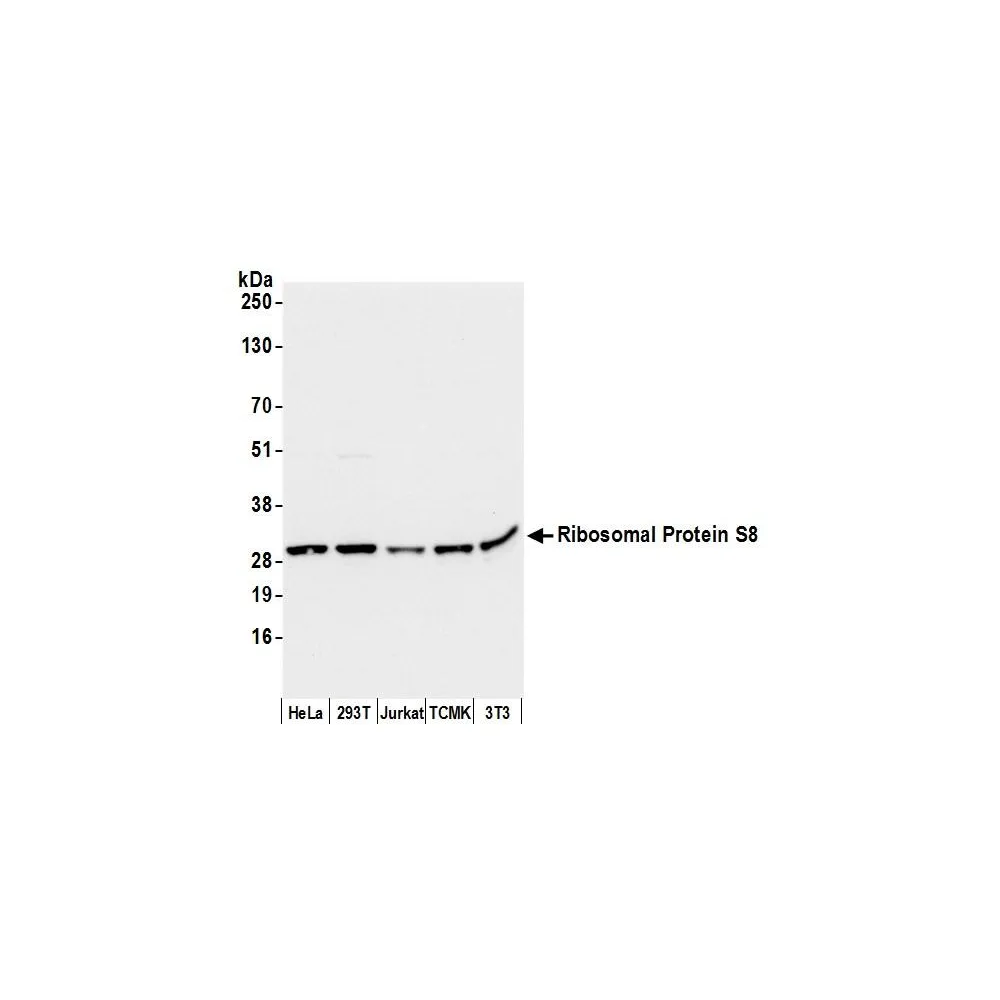 Rabbit anti-Ribosomal Protein S8/RPS8 Antibody, Affinity Purified