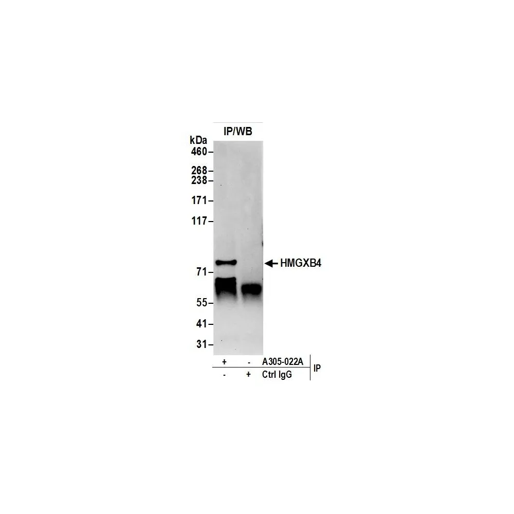 Rabbit anti-HMGXB4/HMG2L1 Antibody, Affinity Purified