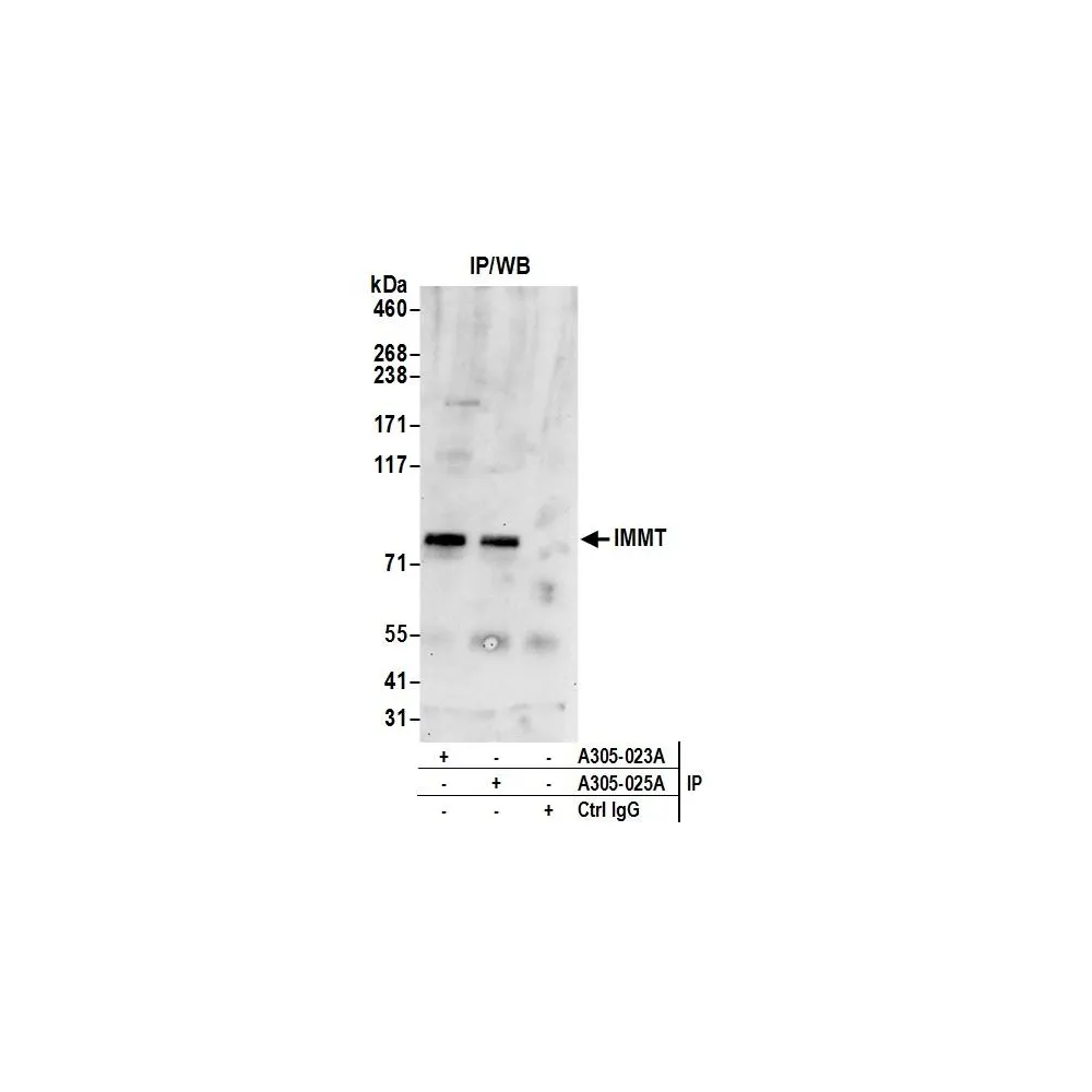 Rabbit anti-IMMT/Mitofilin Antibody, Affinity Purified