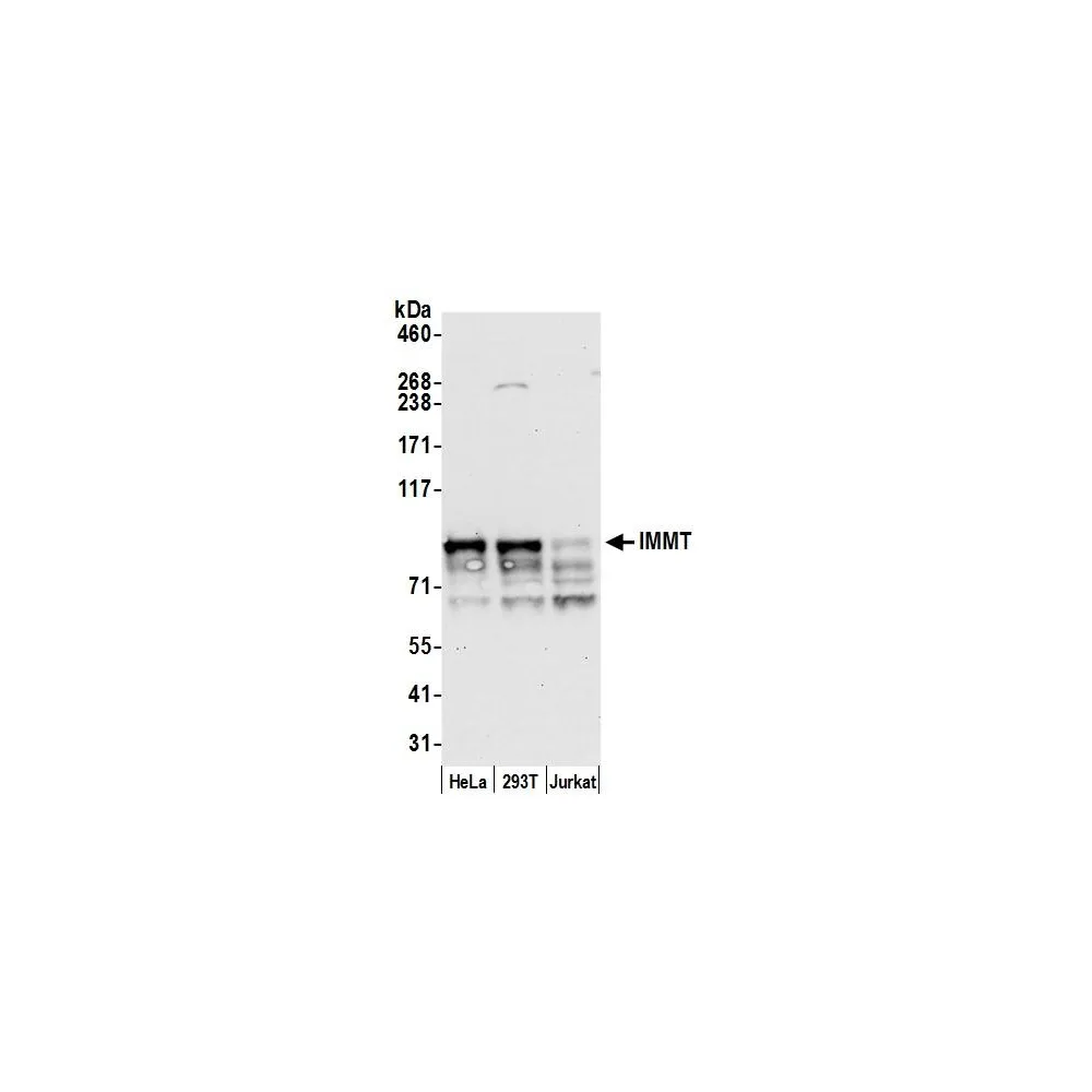 Rabbit anti-IMMT/Mitofilin Antibody, Affinity Purified