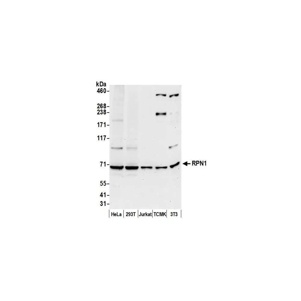 Rabbit anti-RPN1/Ribophorin I Antibody, Affinity Purified