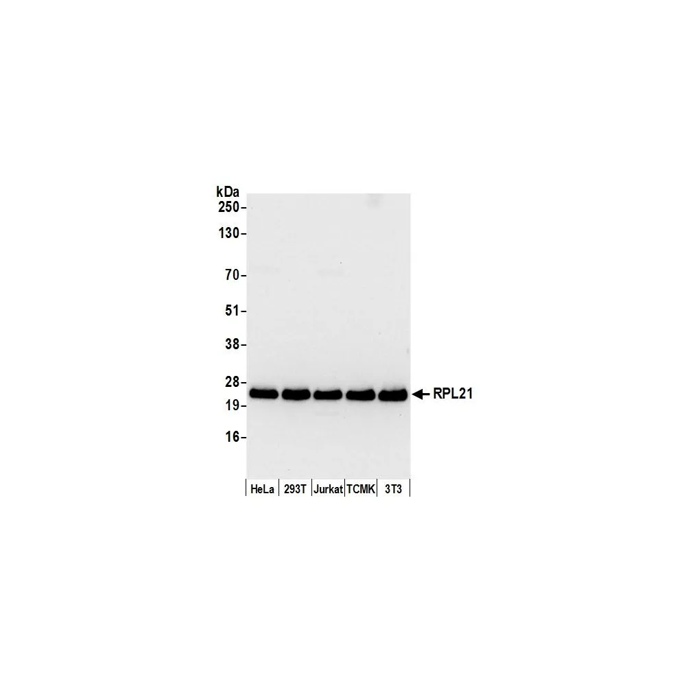 Rabbit anti-RPL21/Ribosomal Protein L21 Antibody, Affinity Purified