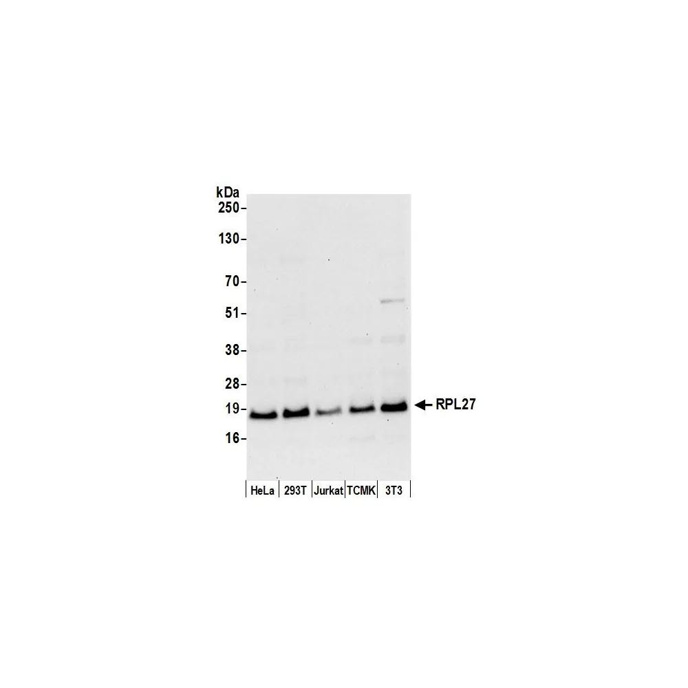 Rabbit anti-RPL27/Ribosomal Protein L27 Antibody, Affinity Purified