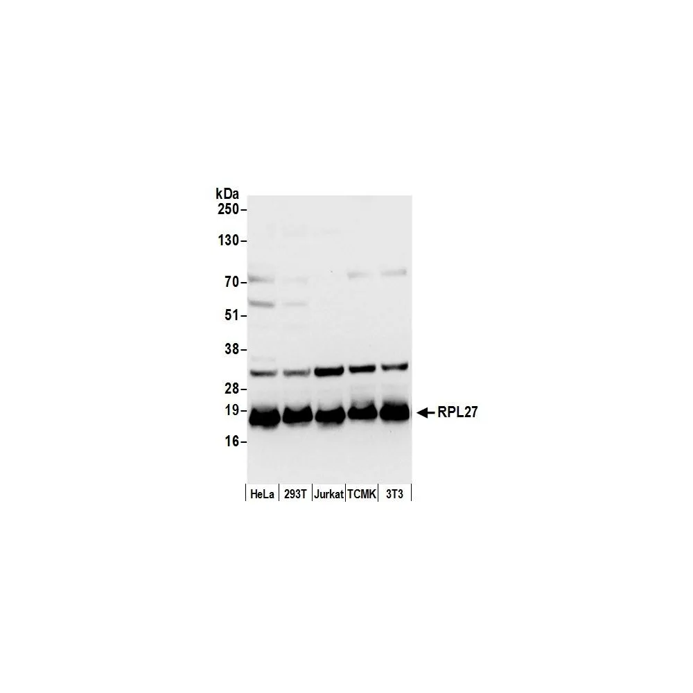 Rabbit anti-RPL27/Ribosomal Protein L27 Antibody, Affinity Purified