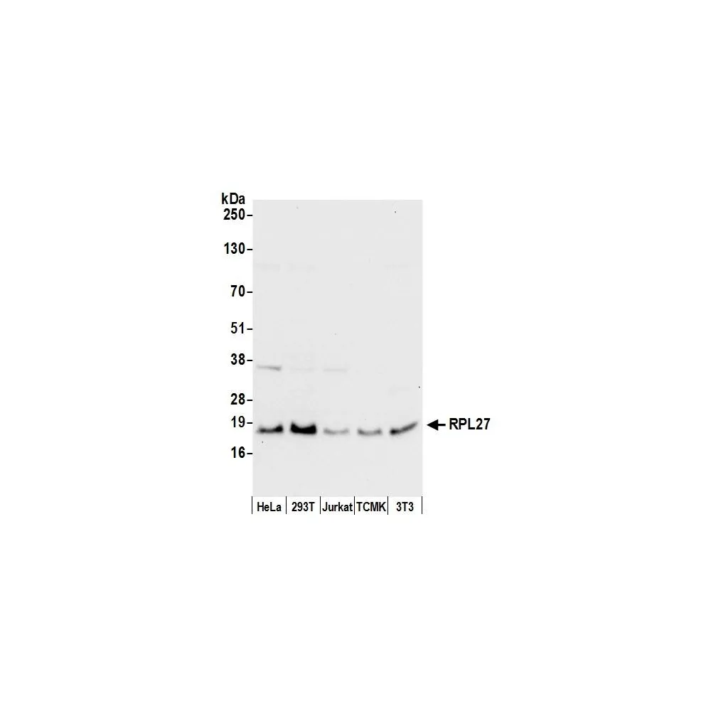 Rabbit anti-RPL27/Ribosomal Protein L27 Antibody, Affinity Purified
