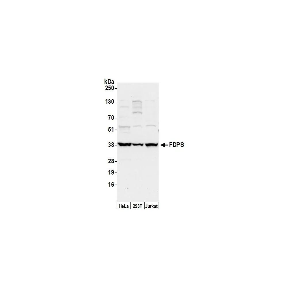 Rabbit anti-FDPS Antibody, Affinity Purified