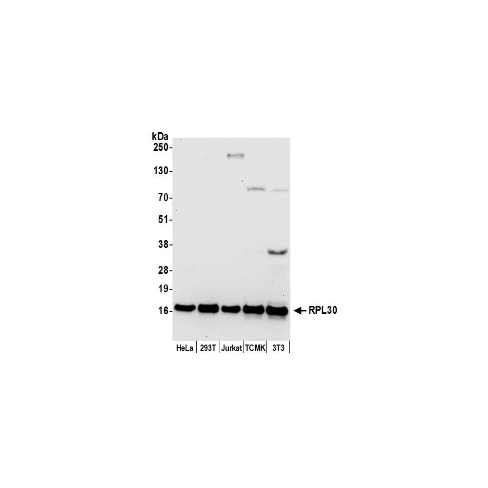 Rabbit anti-RPL30/Ribosomal Protein L30 Antibody, Affinity Purified