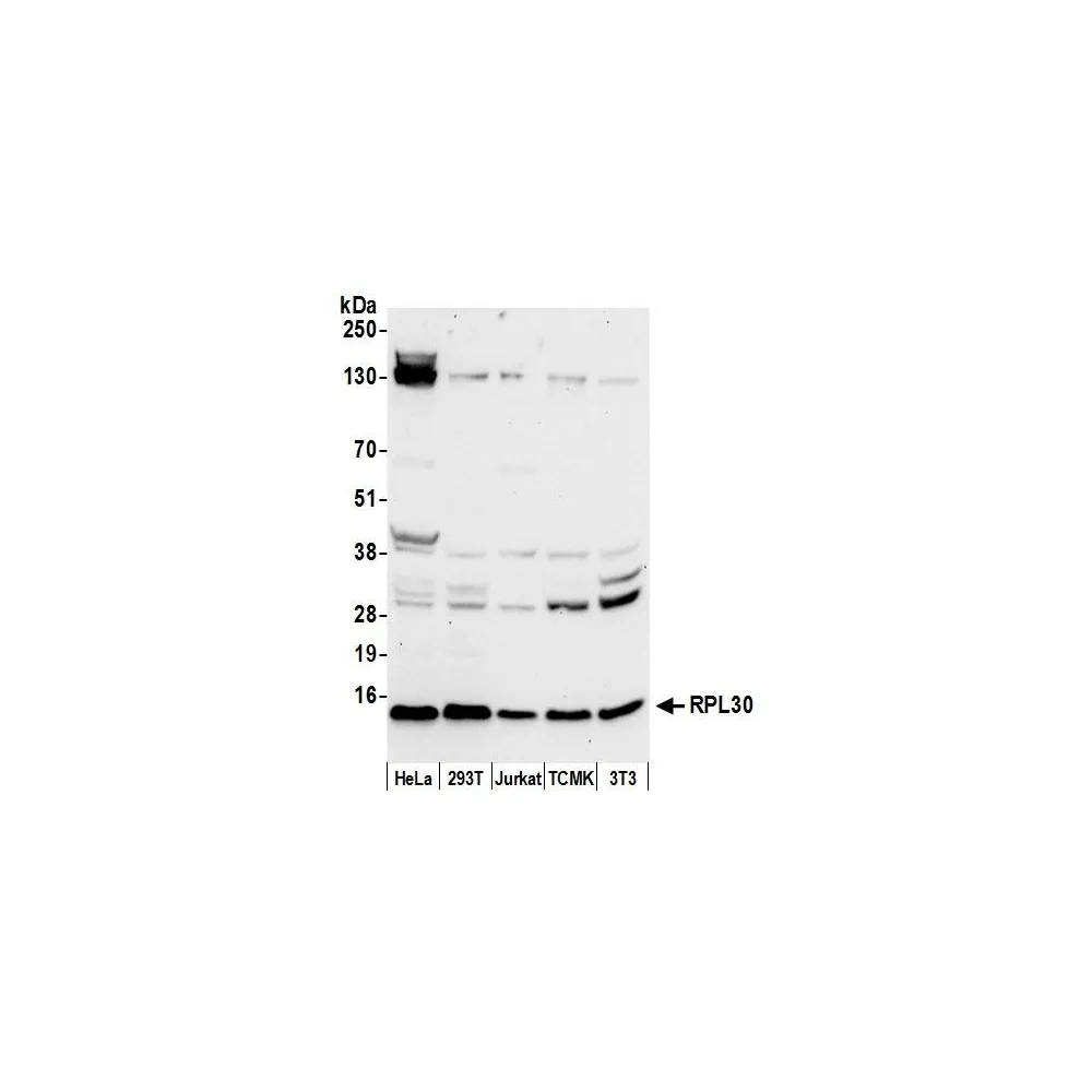 Rabbit anti-RPL30/Ribosomal Protein L30 Antibody, Affinity Purified