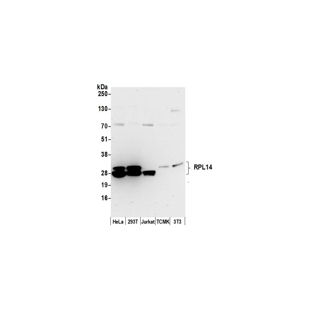 Rabbit anti-RPL14/Ribosomal Protein L14 Antibody, Affinity Purified