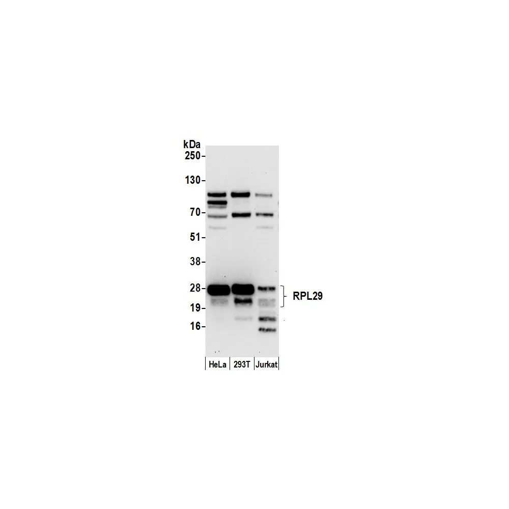 Rabbit anti-RPL29/ Ribosomal Protein L29 Antibody, Affinity Purified