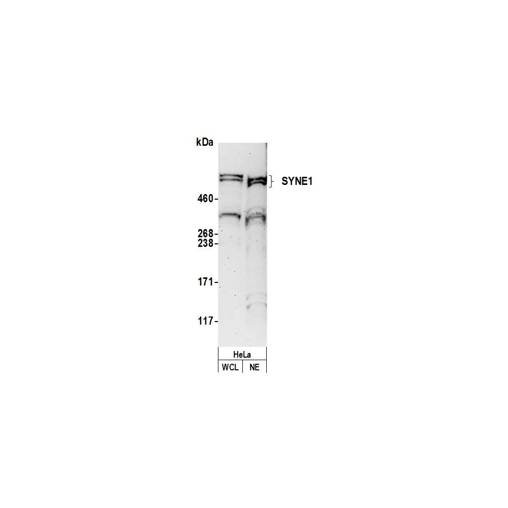 Rabbit anti-SYNE1/CPG2/Nesprin 1 Antibody, Affinity Purified