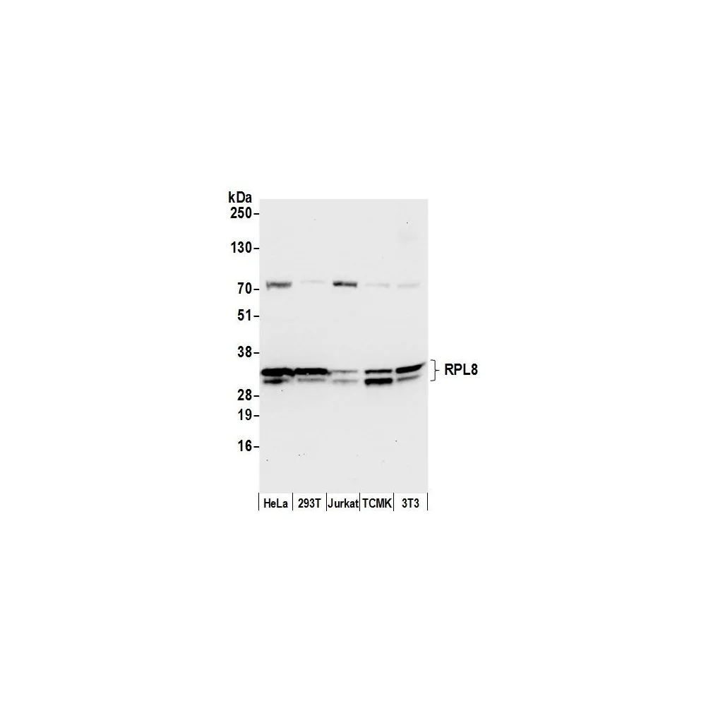 Rabbit anti-RPL8/Ribosomal Protein L8 Antibody, Affinity Purified