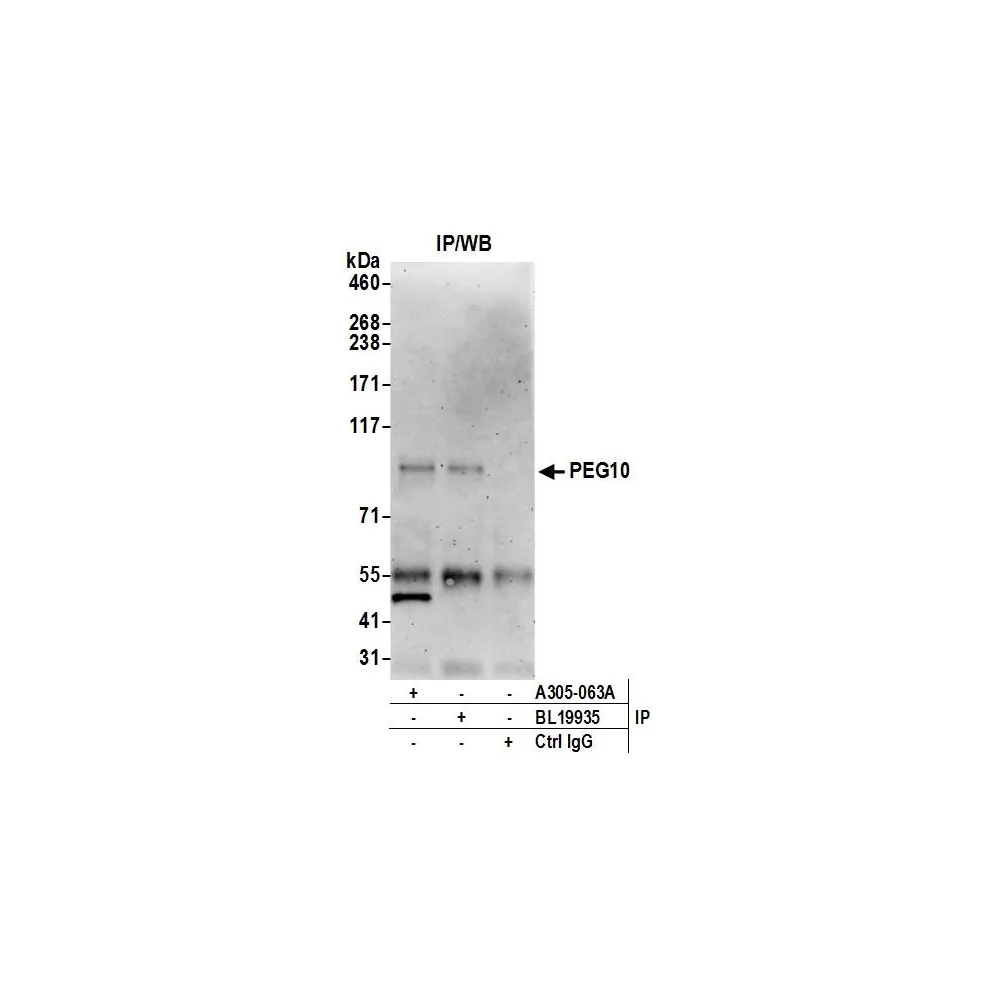 Rabbit anti-PEG10 Antibody, Affinity Purified