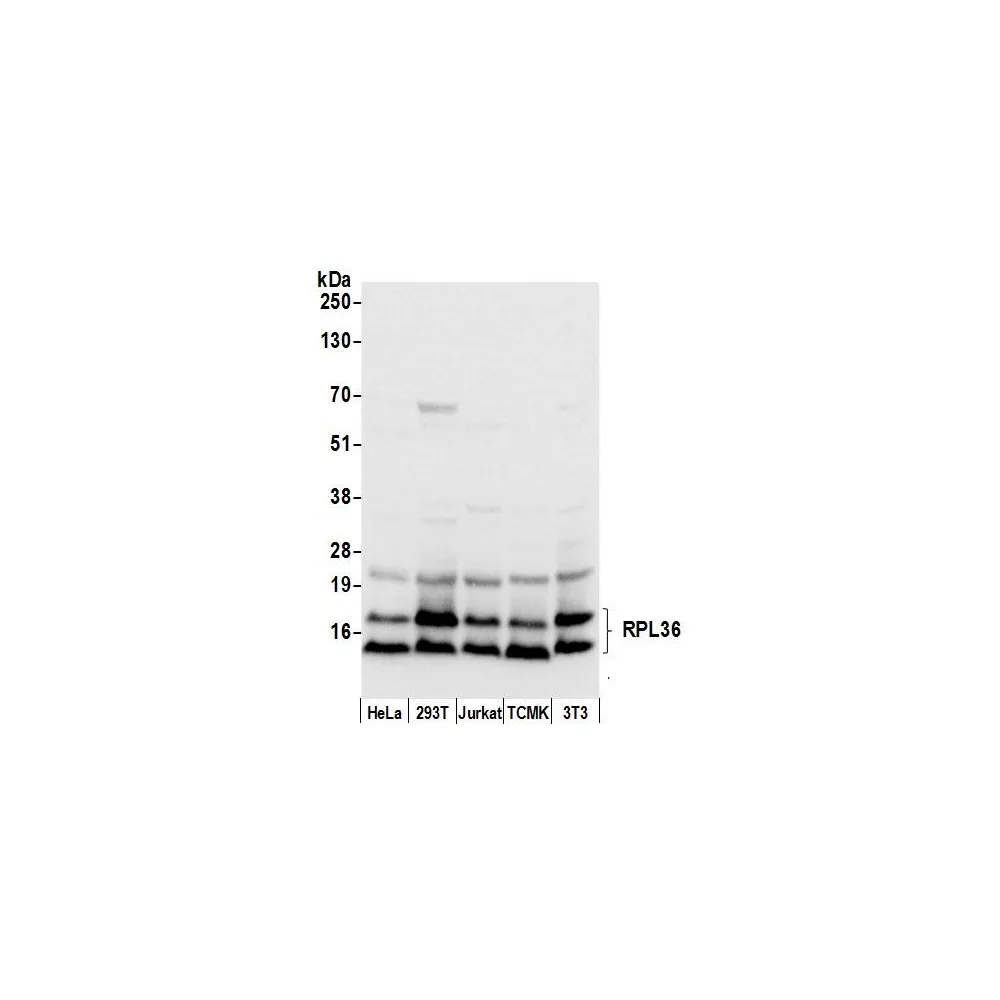 Rabbit anti-RPL36/Ribosomal Protein L36 Antibody, Affinity Purified