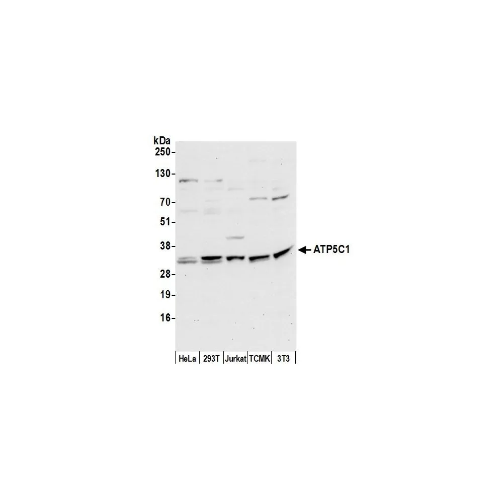 Rabbit anti-ATP5C1/ATPG Antibody, Affinity Purified