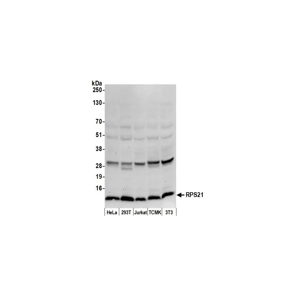 Rabbit anti-RPS21/Ribosomal Protein S21 Antibody, Affinity Purified
