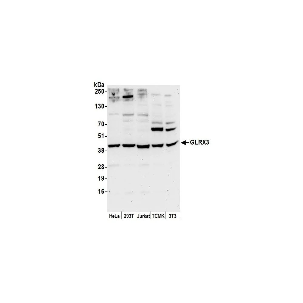 Rabbit anti-GLRX3/PICOT/TXNL2 Antibody, Affinity Purified