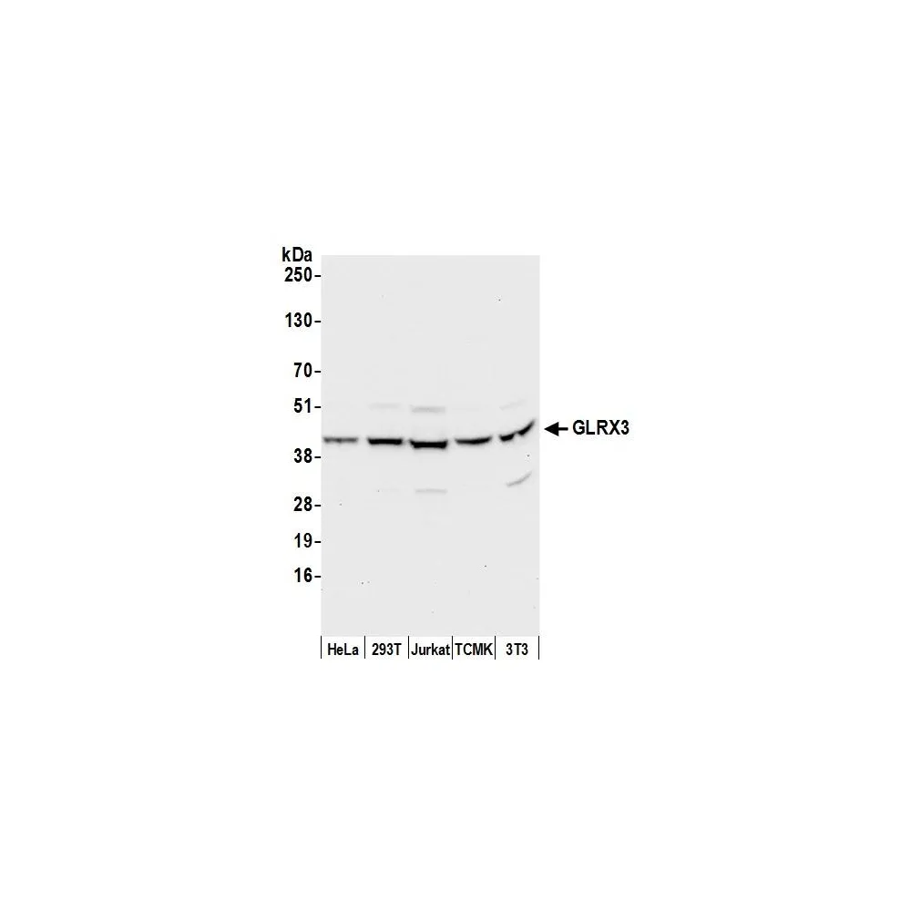 Rabbit anti-GLRX3/PICOT/TXNL2 Antibody, Affinity Purified