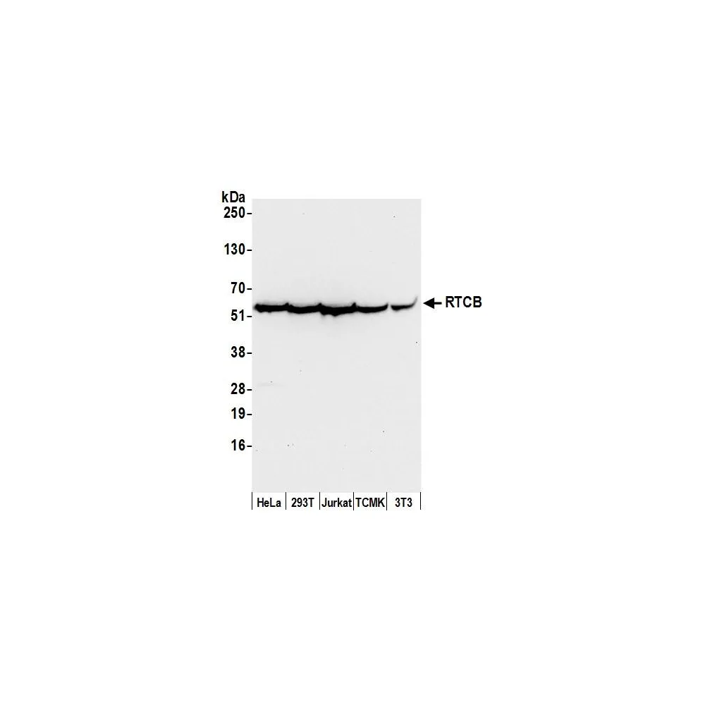 Rabbit anti-RTCB/C22orf28/FAAP Antibody, Affinity Purified