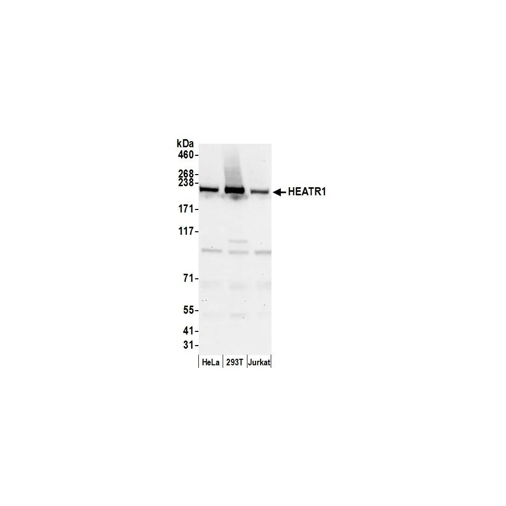 Rabbit anti-HEATR1/BAP28 Antibody, Affinity Purified