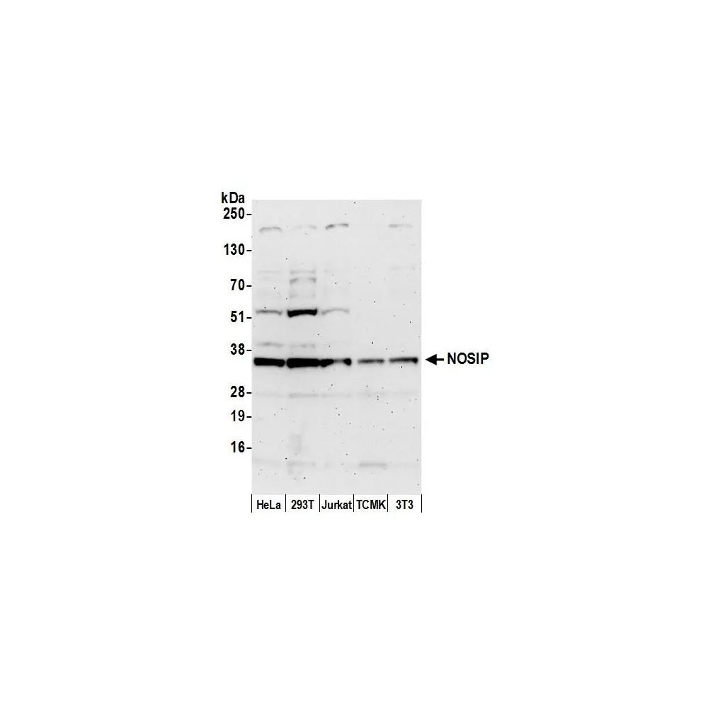 Rabbit anti-NOSIP Antibody, Affinity Purified