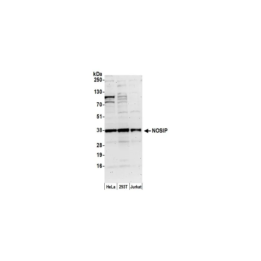 Rabbit anti-NOSIP Antibody, Affinity Purified