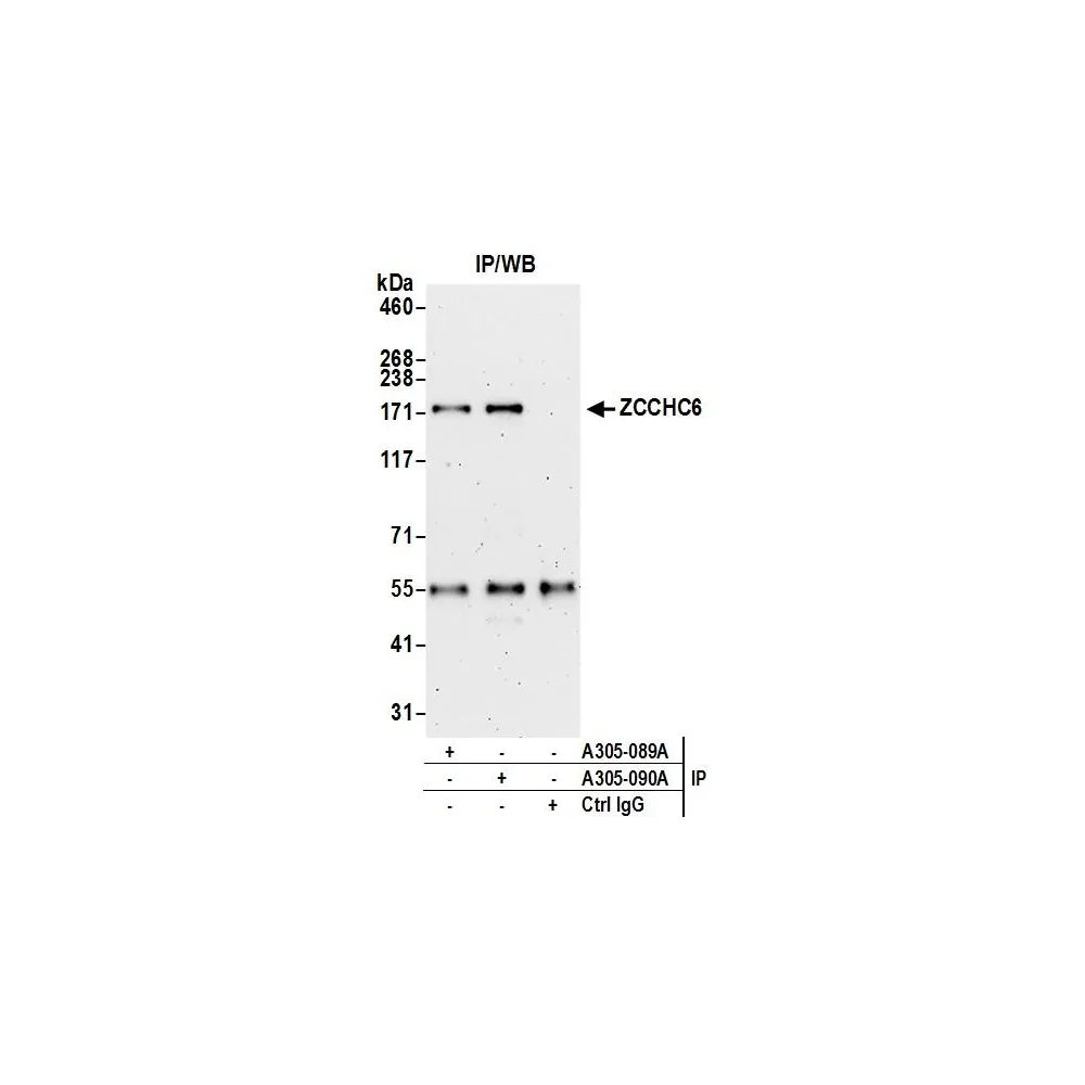 Rabbit anti-ZCCHC6 Antibody, Affinity Purified