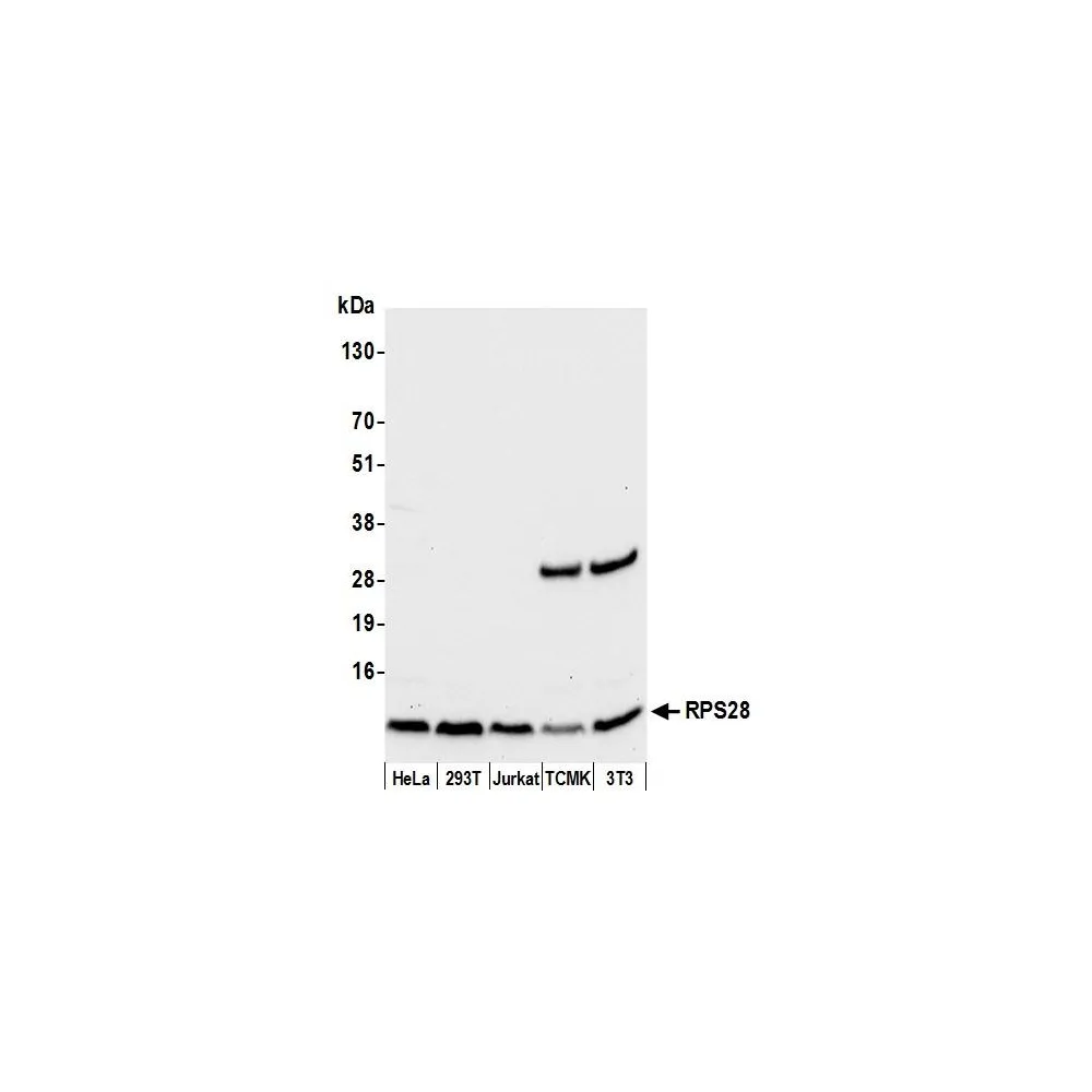 Rabbit anti-RPS28/Ribosomal Protein S28 Antibody, Affinity Purified