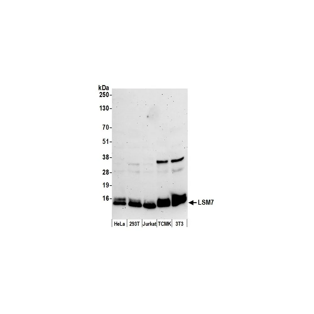 Rabbit anti-LSM7 Antibody, Affinity Purified