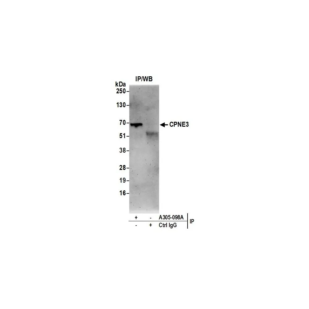 Rabbit anti-CPNE3/Copine 3 Antibody, Affinity Purified