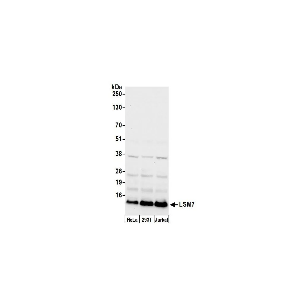 Rabbit anti-LSM7 Antibody, Affinity Purified