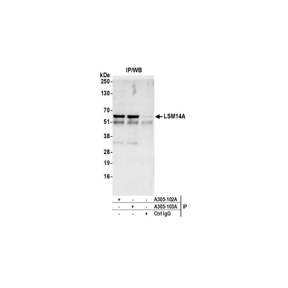 Rabbit anti-LSM14A/RAP55 Antibody, Affinity Purified