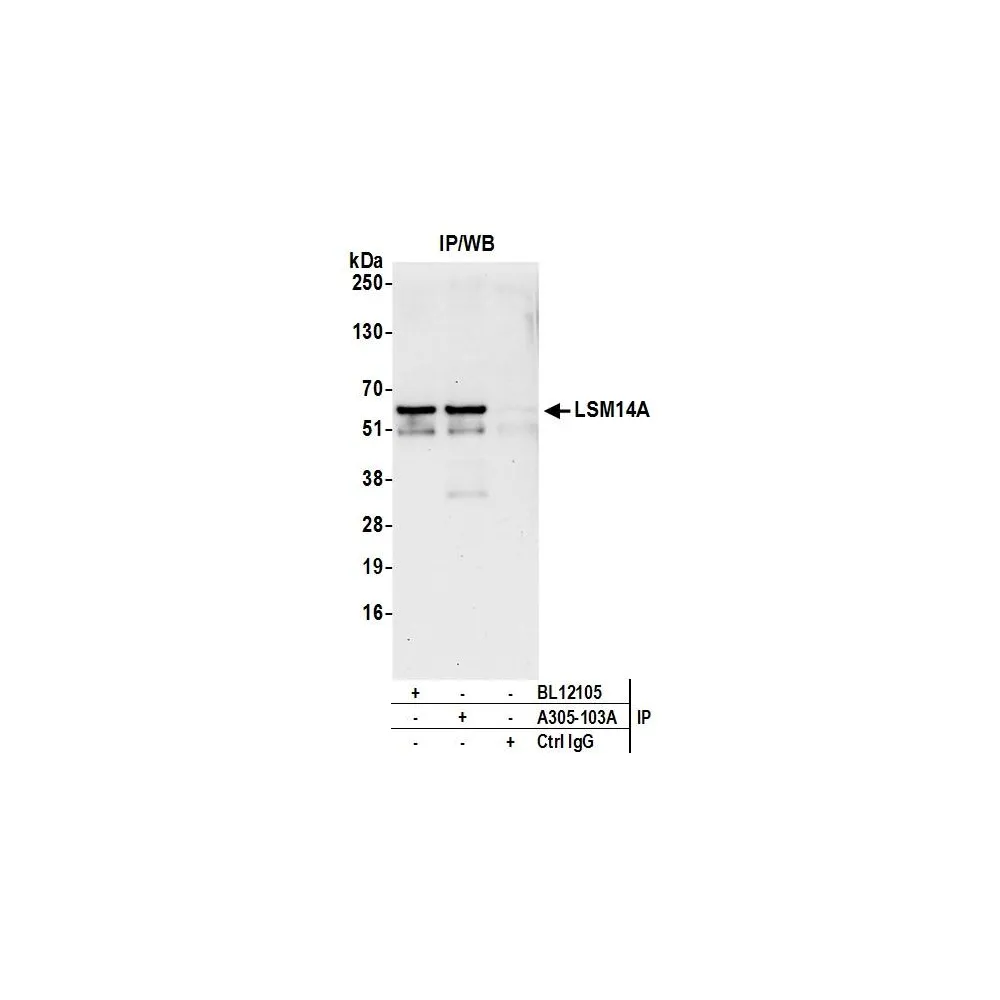 Rabbit anti-LSM14A/RAP55 Antibody, Affinity Purified