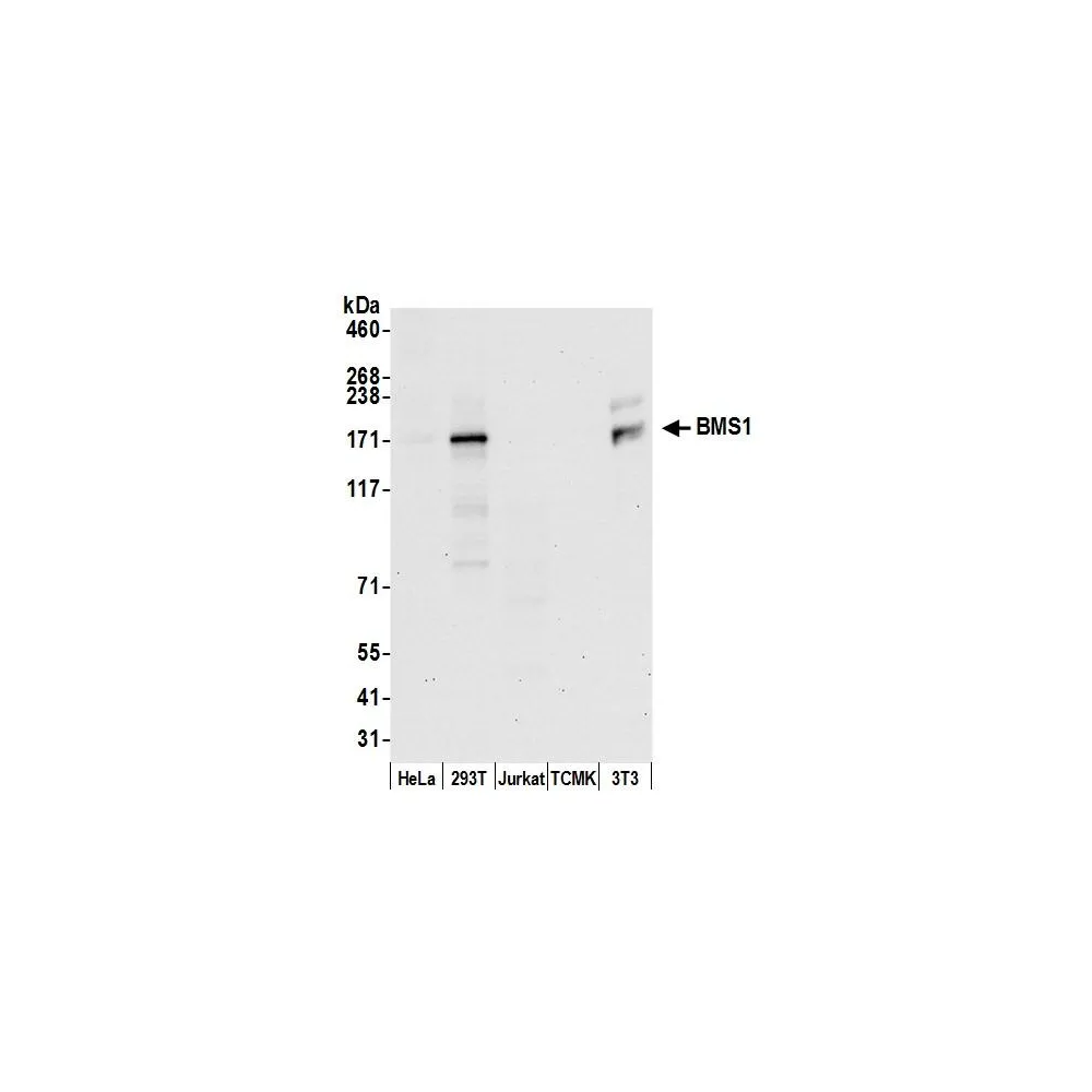 Rabbit anti-BMS1/BMS1L Antibody, Affinity Purified