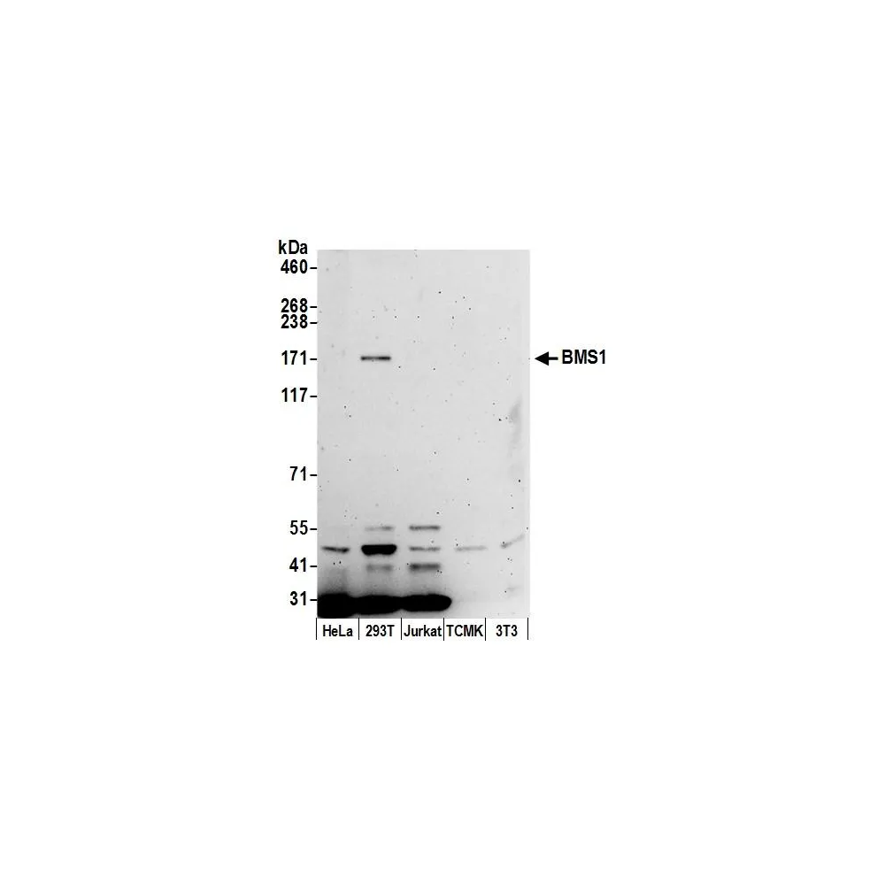 Rabbit anti-BMS1/BMS1L Antibody, Affinity Purified