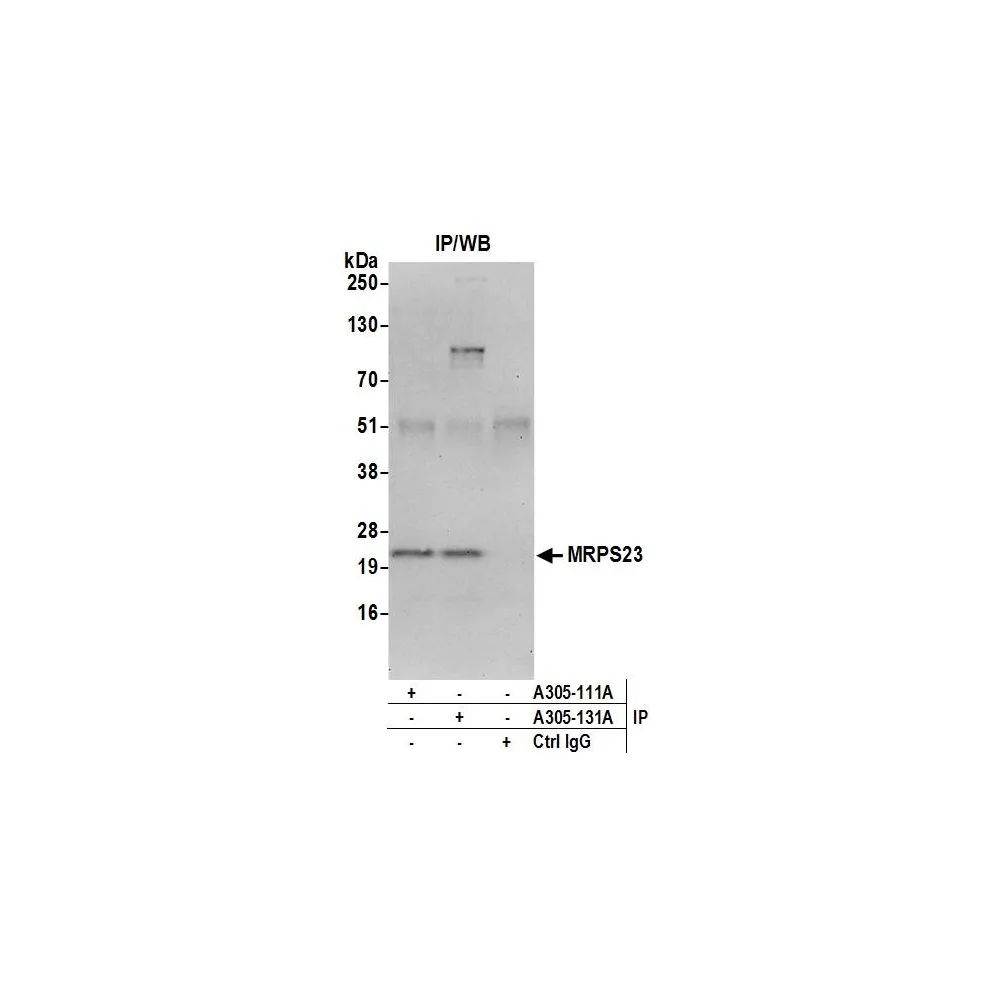 Rabbit anti-MRPS23 Antibody, Affinity Purified